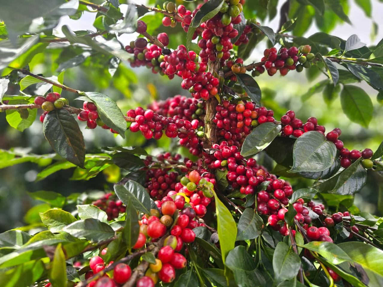 Red coffee cherries