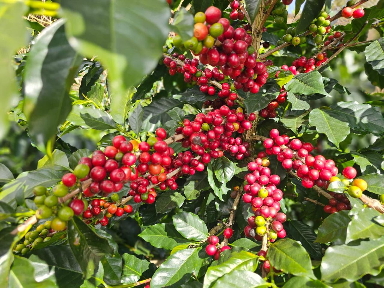 Coffee cherries close up