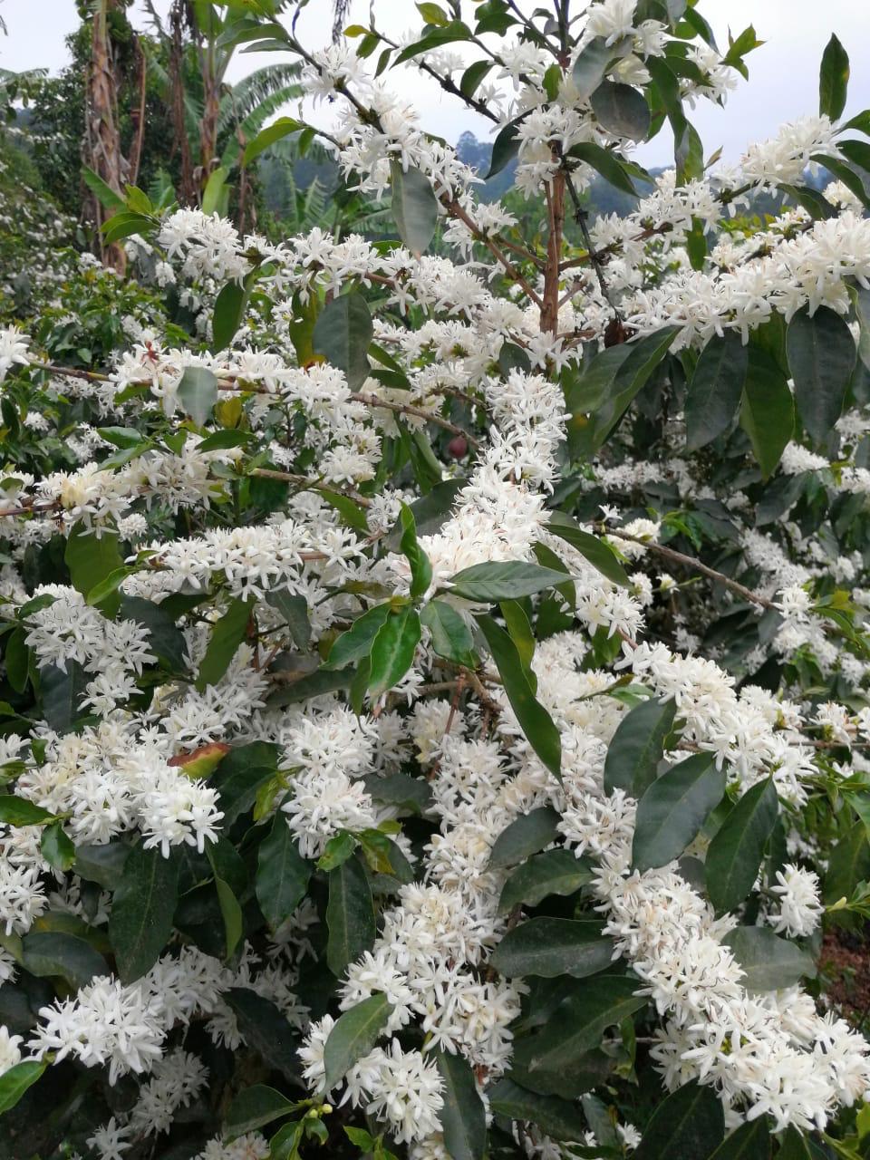 Coffee blossom