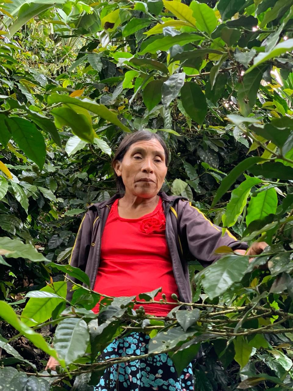 Elder woman in the plantation