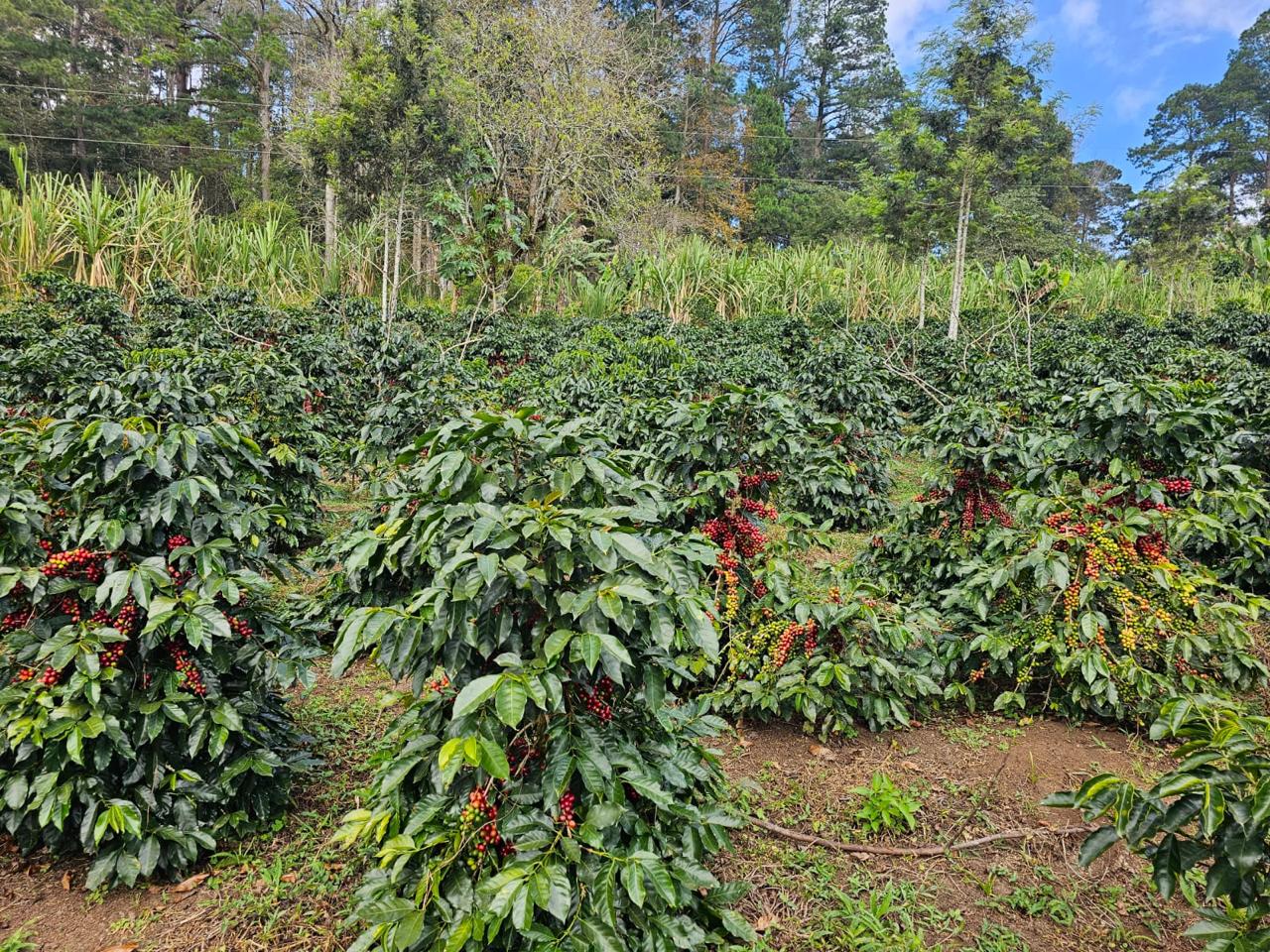 Coffee plantation