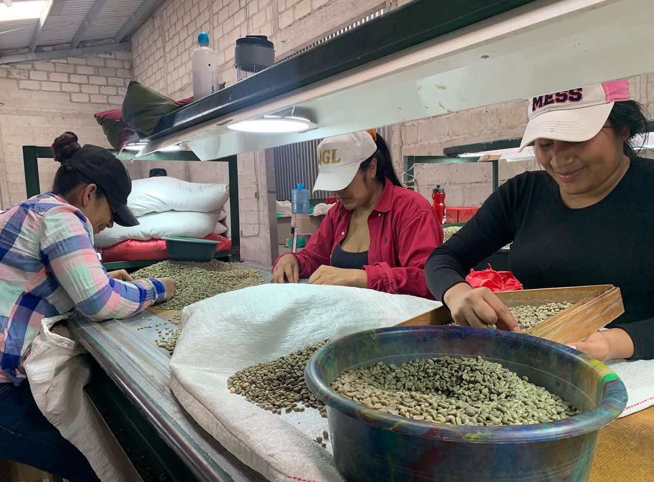 Women sorting coffee