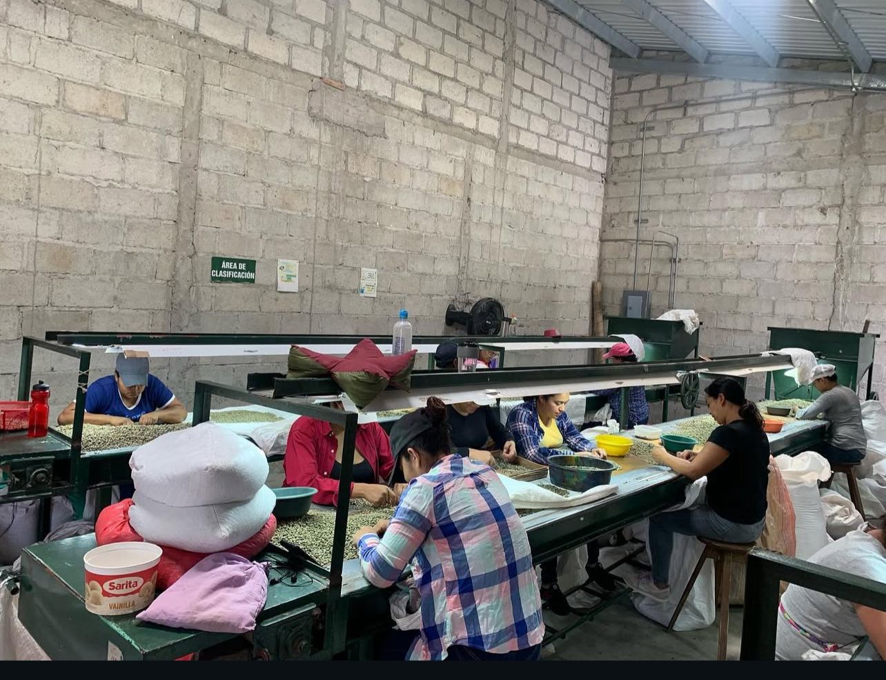 Hand sorting green coffee